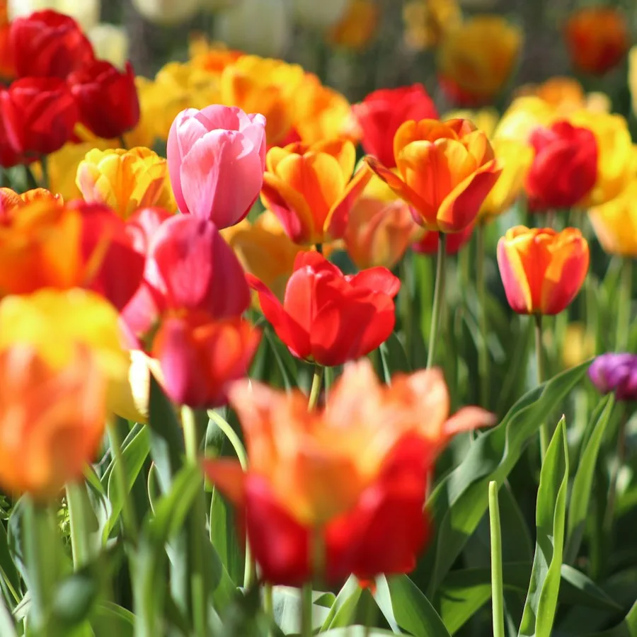 Colorful flowers in a garden